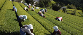 東山茶の販売サイト